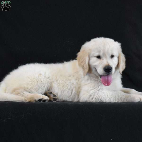 Clyde, Golden Retriever Puppy